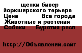 щенки бивер йоркширского терьера › Цена ­ 8 000 - Все города Животные и растения » Собаки   . Бурятия респ.